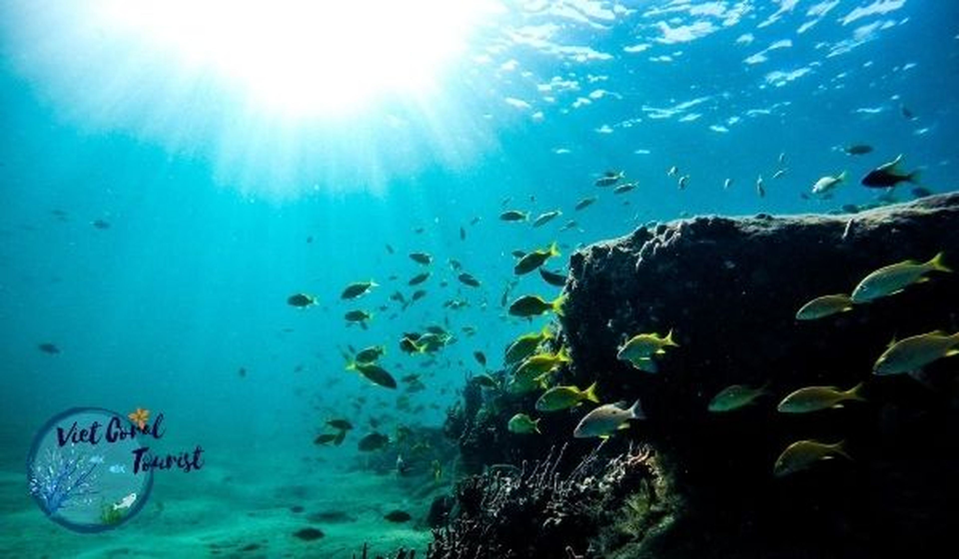 Туристическая компания San Hô Việt (Viet Coral Tourist), ООО - Hình 1